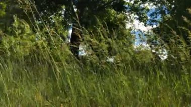 Rüzgar yeşil çim taşı