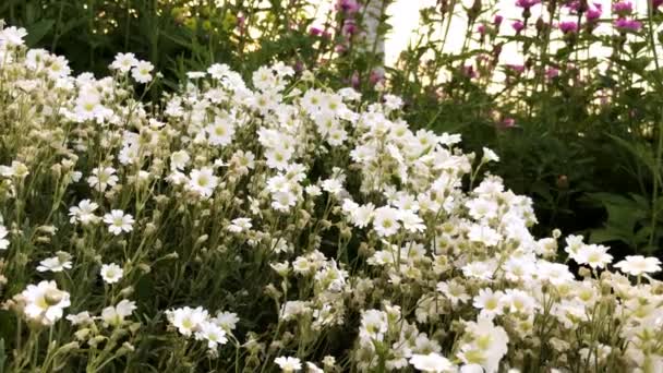 Prado de hermosas flores blancas — Vídeos de Stock