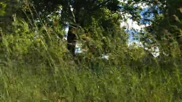 Πράσινο γρασίδι που κινούνται από τον άνεμο — Αρχείο Βίντεο