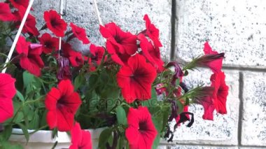 Kavanozda kırmızı çiçekler