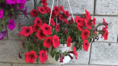 Kavanozda kırmızı çiçekler