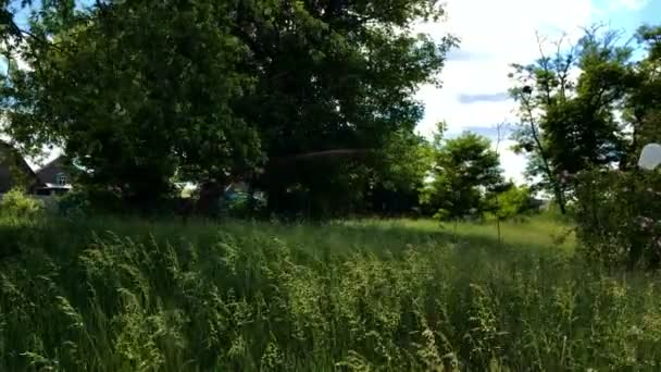 녹색 나뭇잎과 잔디는 바람에서 이동 — 비디오