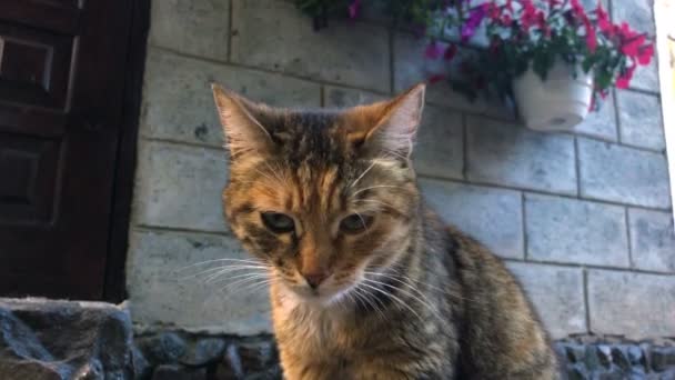 A ginger cat outdoors — Stock Video