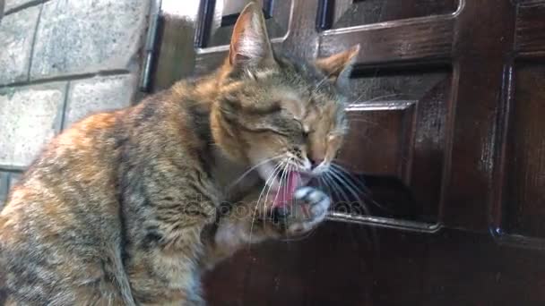 Lavagens de gato listradas vermelhas — Vídeo de Stock