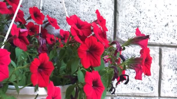 Flores rojas en una olla — Vídeos de Stock