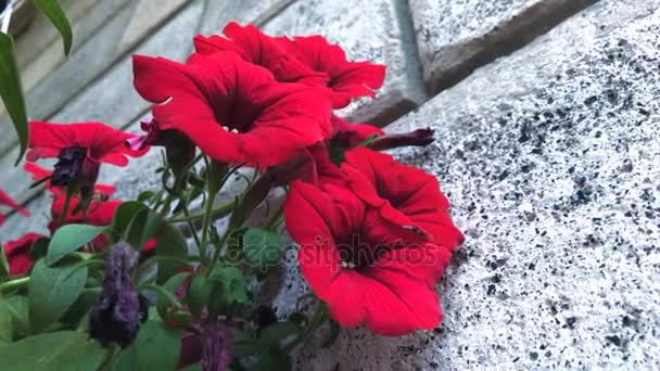 Flores rojas en una olla — Vídeo de stock