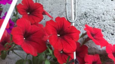 Kavanozda kırmızı çiçekler