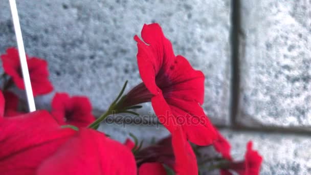 Hermosas flores rojas en una olla — Vídeo de stock