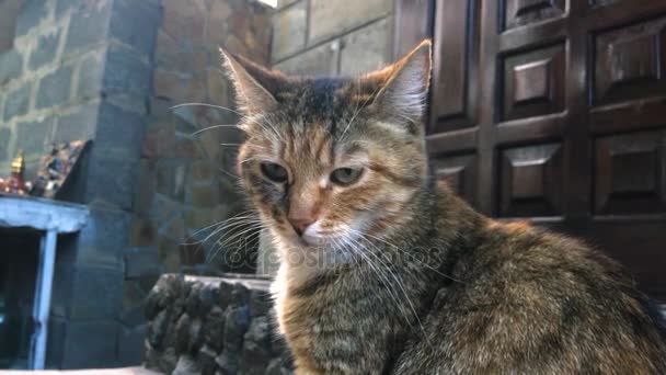 Ginger γάτα σε εξωτερικούς χώρους — Αρχείο Βίντεο