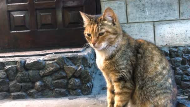 Gingembre chat marcher à l'extérieur cour — Video