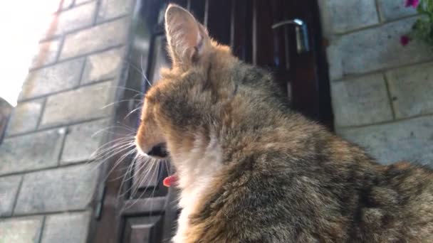 Kırmızı kedi açık havada portresi — Stok video