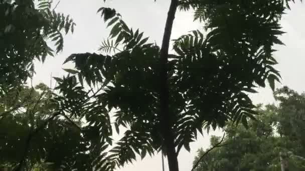 Tropische wind roert de bladeren — Stockvideo