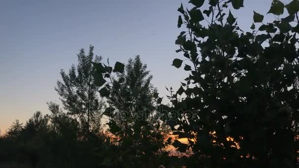 Sziluettjét lombhullató fák — Stock videók