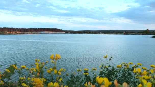 Квітучі жовті квіти на тлі Голубе озеро — стокове відео