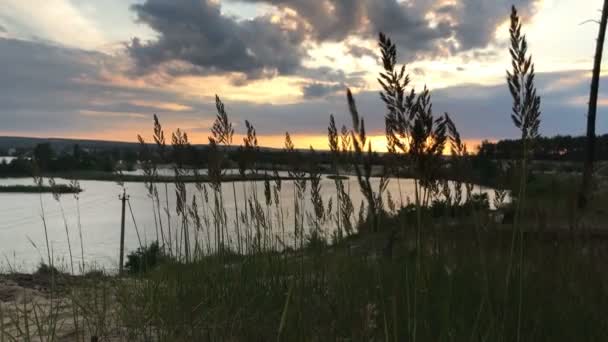 Fülét mozog a szél a naplemente a tónál — Stock videók