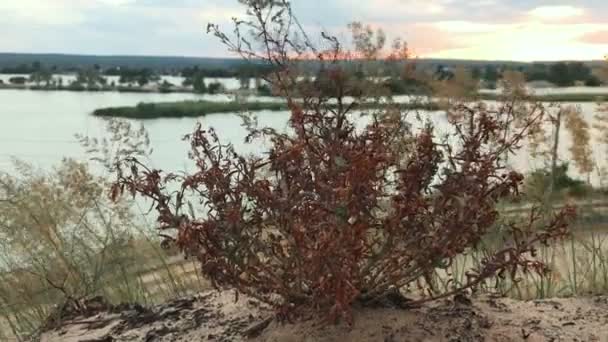 Planta silvestre roja en medio del cálido atardecer — Vídeos de Stock