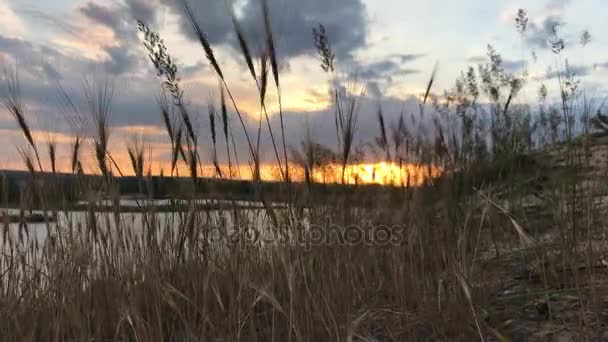 Oren verplaatsen uit de wind op het meer — Stockvideo