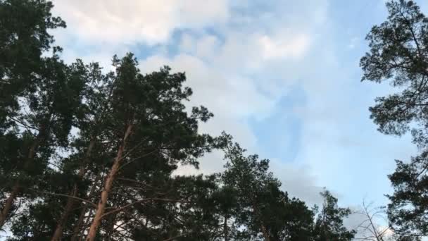 Waldgrüne Bäume und strahlend blauer Himmel — Stockvideo