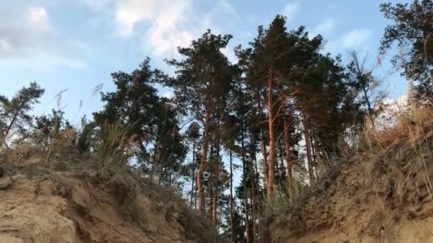 Bosque con vistas a la falla de la tierra — Vídeos de Stock