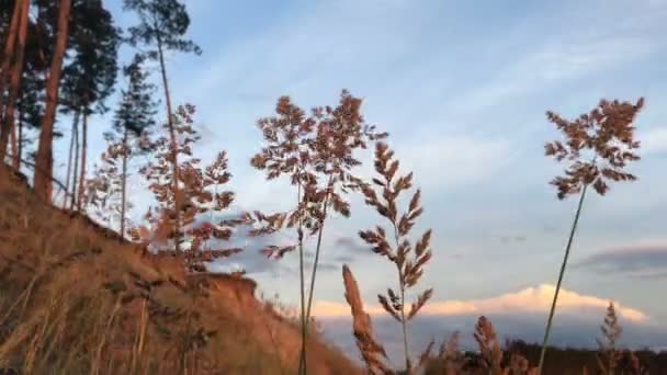 Αυτιά που κινούνται από τον άνεμο σε ένα ζεστό φως του ηλιοβασιλέματος — Αρχείο Βίντεο