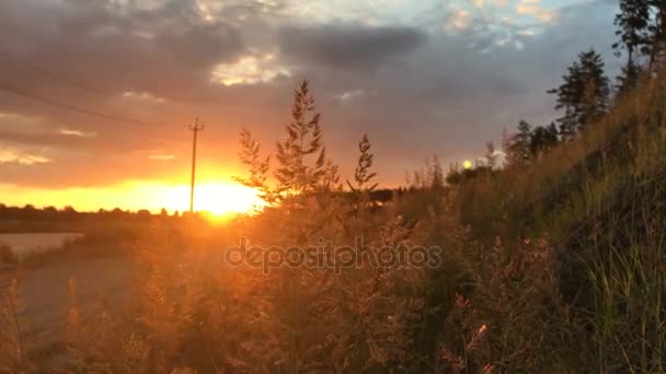 Charmante zonsondergang en oren verplaatsen uit de warme wind — Stockvideo