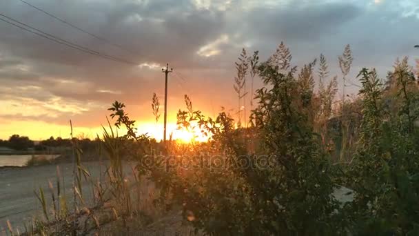 Zwerm van muggen vliegen in de stralen van de zonsondergang — Stockvideo