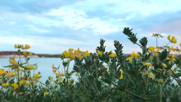 Fioritura fiori gialli sul lago blu — Video Stock