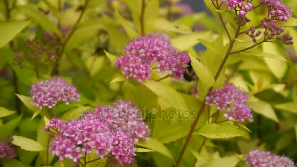 Bumblebee reúne pólen das flores — Vídeo de Stock