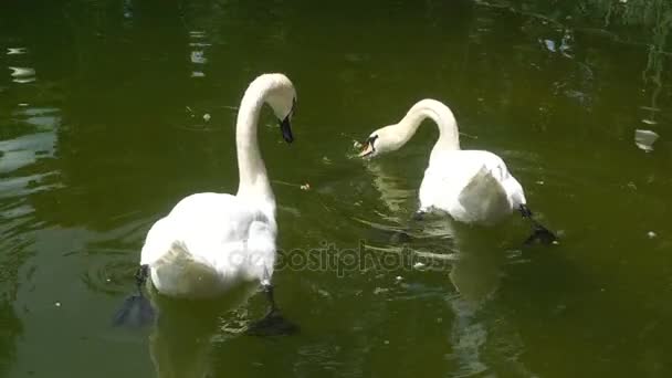 cygnes mangent dans le lac 