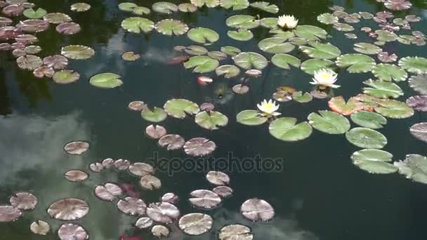 Lilie wodne na jeziorze — Wideo stockowe