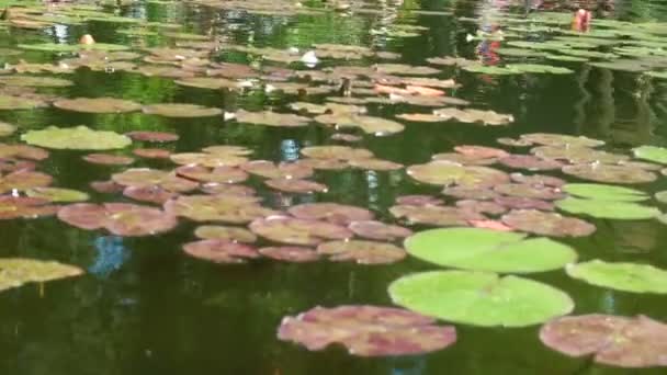 Waterlelies in een rustige rivier — Stockvideo