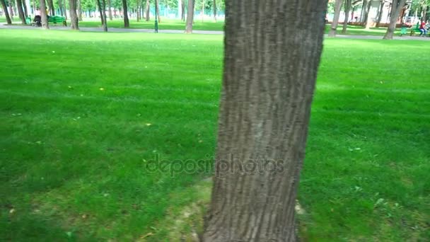 Gramado verde com árvores no parque — Vídeo de Stock
