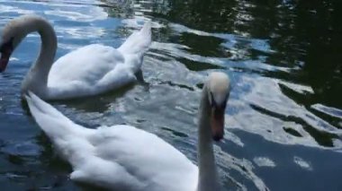 Gölette beyaz kuğular