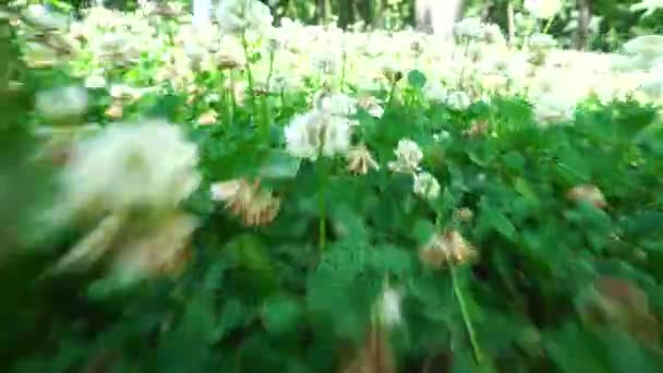 Cámara se mueve a través de un campo de flores — Vídeo de stock