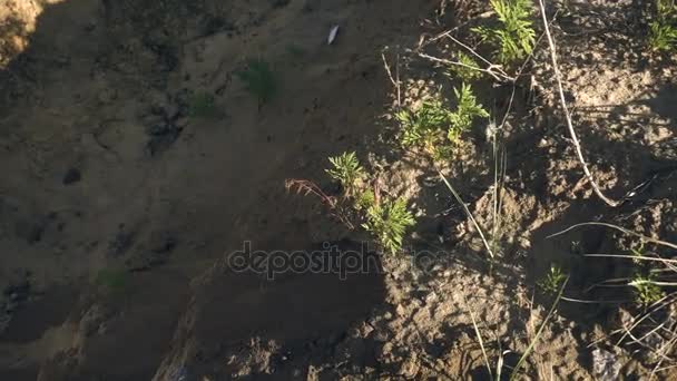 Menina em tênis brancos trabalhando para fora — Vídeo de Stock