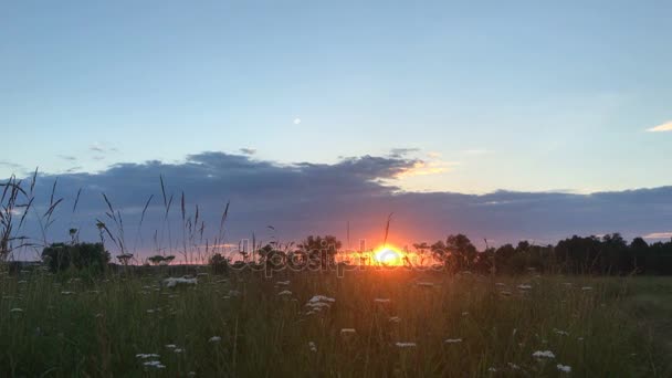 Летний закат в поле — стоковое видео