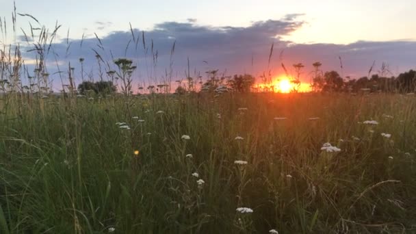 Літній захід сонця в полі — стокове відео