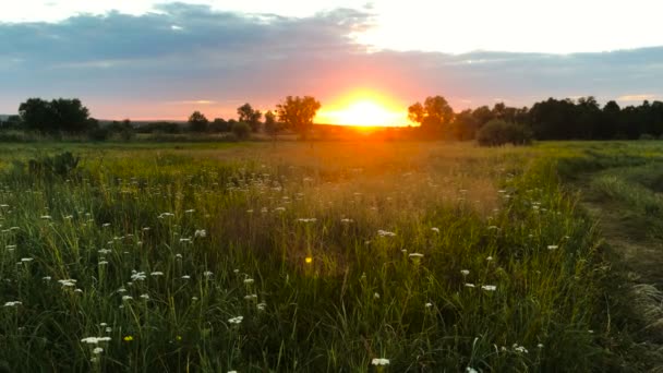 Літній захід сонця в полі — стокове відео