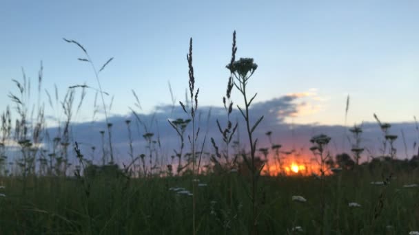 Letni zachód słońca na polu — Wideo stockowe