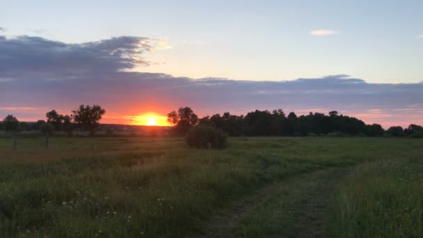 Sommarsolnedgång på fältet — Stockvideo