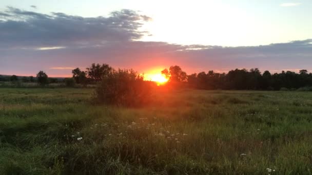 Tramonto estivo nel campo — Video Stock