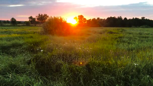 Zonsondergang in het veld — Stockvideo