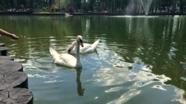 iki Kuğu Gölü beslenen insanlar