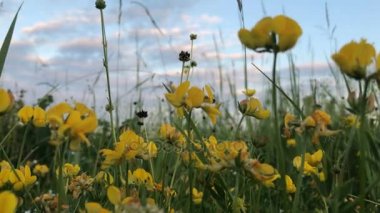 Güzel sarı çiçekler