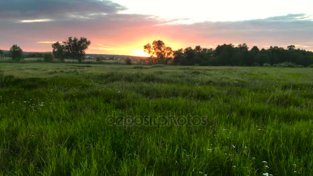 夏天的日落在田野里 — 图库视频影像