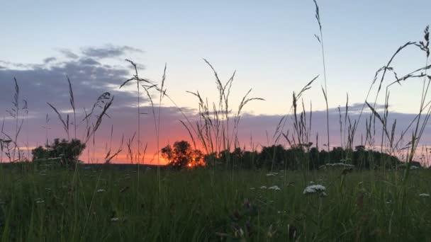 Summer sunset in the field — Stock Video