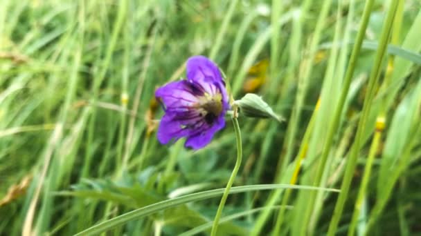 Purple flower in the grass — Stock Video