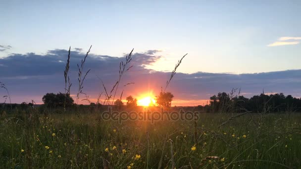 Pôr do sol de verão no campo — Vídeo de Stock