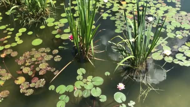 Waterlelies in een rustige rivier — Stockvideo
