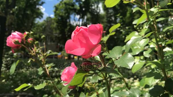 Rose rouge dans le jardin